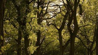 Ville Forests | Oak Forests outside the City of Bonn