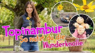 Topinambur ernten leicht gemacht – So nutzt du die Wunderknolle   #Garten #wildkräuter #herbst