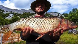 The Best Holiday Dish! Amazing Village-Style Big Belamur Fish Dinner Cooking