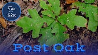 Tree of the Week: Post Oak