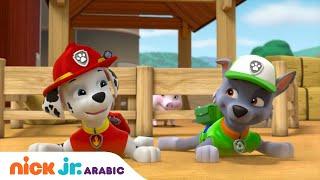 دوريات المخلاب | مغامرات الجراء والمزارعة يومي | Nick Jr. Arabia