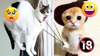 Best Funniest Vidéos 2022  Cute Cats  and Fanny Dogs