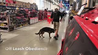 6 Month Old German Shepherd - “Max” - 2 Week Board & Train - OLK9 Lexington