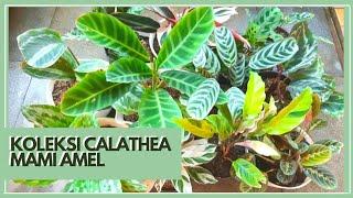 Calathea Koleksi Mami Amel | Tips Perawatan Tanaman Calathea