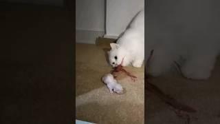 SkinWalker Disguised As Animals ️ PRT-25 #viral #ytshorts