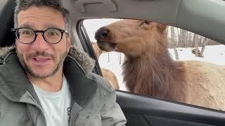 Drive-Through Safari in Quebec - Parc Omega is AWESOME