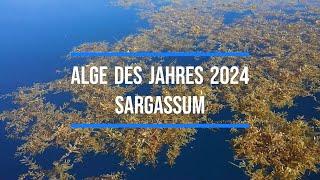 Sargassum - Alge des Jahres 2024