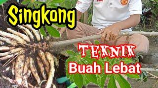 Cara tanam singkong agar berbuah banyak