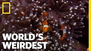Anemone Killer Fish Traps | World's Weirdest