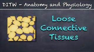 DITW - Loose Connective Tissues