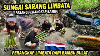 PERANGKAP BAMBU LIMBATA? PASANG DI MARKAS CHANNA LIMBATA DISUNGAI