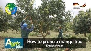 How to prune a mango tree (engl)