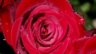 1 HOUR - MEDITATION MUSIC - Beautiful Red Roses - JUST RELAX & UNWIND