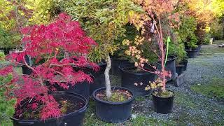 Japanese maples in Pots - Amazing Maples