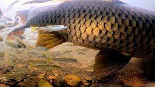 Carp Fishing! | Underwater Footage