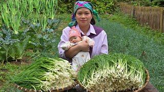 Harvest & How to Make Delicious. Flavorful Green Onion Kimchi | Ly Thi Ca