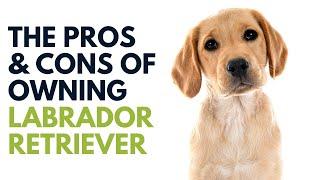 Labrador Retriever Breed Pros and Cons | Labrador Retriever Advantages and Disadvantages