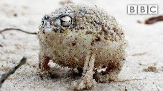 A tiny angry squeaking Frog  | Super Cute Animals - BBC