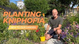 Planting Kniphofia | Perennial Garden