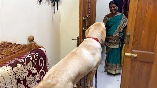 Labrador puppy’s long lasting love when mom returned home | Little John |