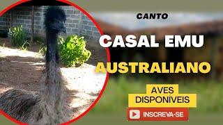 CANTO DO EMU AUSTRALIANO