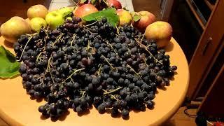 FRUITS FROM MY GARDEN.