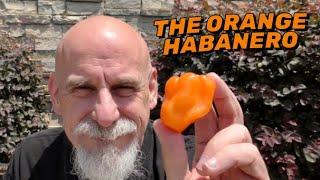 The Orange Habanero! A significant pepper in everyone capsaicin journey! I address why!