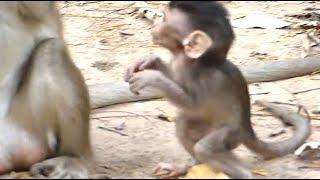 Pity Poor Baby Alba Hungry | Baby Request Milk Feeding | Monkey Crying