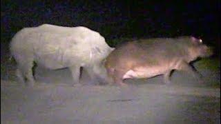 Hippo Learns Lesson From Rhinos