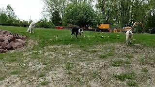 Central Asian Shepherds and American bulldog 4years ago. I miss my Bulka