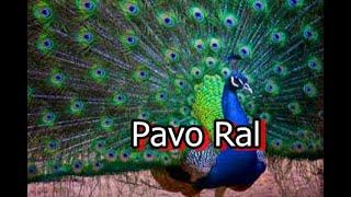 El pavo real también conocido como pavo real de la India y pavo real de pecho azul