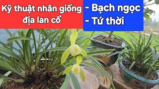 Kỹ thuật nhân giống địa lan cổ bạch ngọc và tứ thời