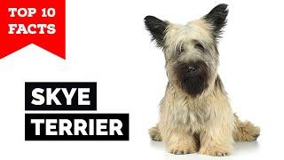 Skye Terrier - Top 10 Facts