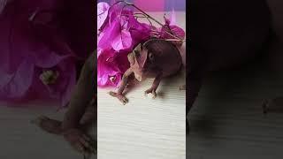 chameleon changing color ****لحظة تغير لون الحرباء //song* chameleon N Sandra