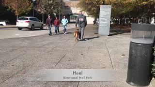 "NASH" Best Off Leash K9 Training/Clarksville