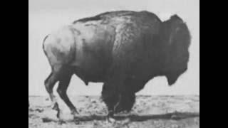 Buffalo Running 1883 Eadweard Muybridge, Very Early Film