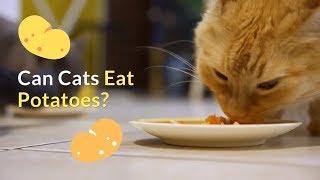 Can Cats Eat Potatoes | Is This a Healthy Food for Your Cat