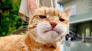Funniest Cats That Will Make You Laugh  Funny Cats 2024