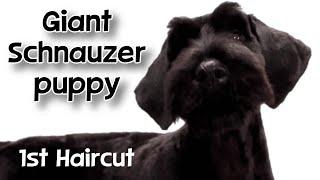 Giant Schnauzer Puppy's 1st hairtcut! Dog grooming in Tampa (Carrollwood/Northdale) area.