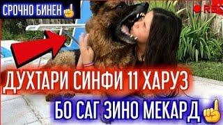 Духтари синфи 9 бо саг зино мекунад 