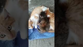 #shorts2023#new #newvideo #2023 #catlover #cat23 #viral #shortvideo #subscribe #cute #146 #cat