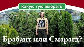 Какую тую выбрать: Брабант или Смарагд?