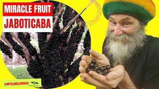 This MIRACLE fruit MARVELS health enthusiasts #Rarefruit   #jaboticaba