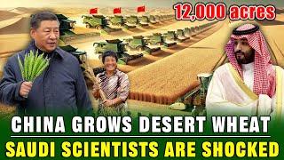 China Planting 12,000 Acres of Wheat to Control Desertification, Shocking Saudi Scientists!