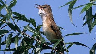 Great Reed Warbler - Acrocephalus arundinaceus - Drosselrohrsänger