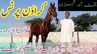 Top Breeder Horse in Pakistan || Crown Prince