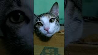 she winked  #cute #cat #catlover #funny #catvideos #catshorts #catsofinstagram #music #chill