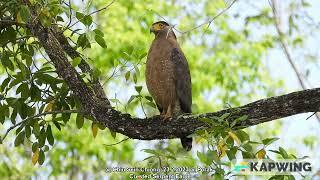 Crested Serpent Eagle @ Chiu S C DSCN5505