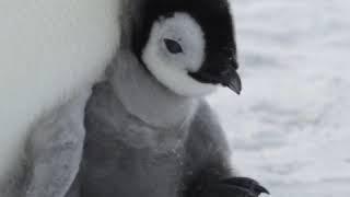 Moments in Nature 54: Baby emperor penguin