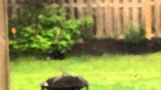 Sasquatch? Chupacabra? Garden Eating Intruder Caught On Camera!